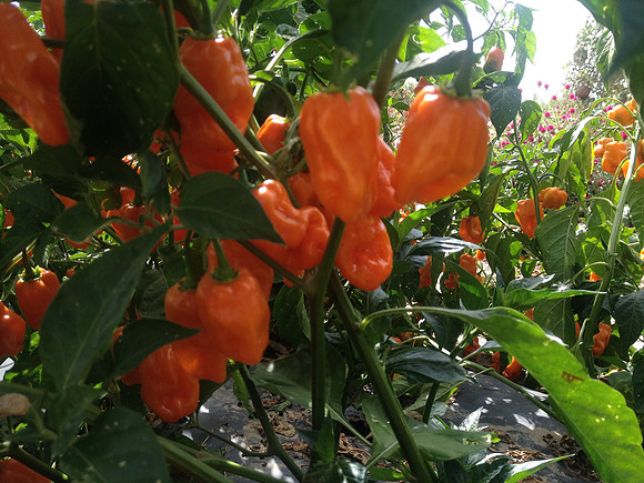 produce:fruitloupe:farms-639