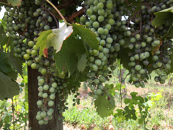produce:fruitloupe:farms-611