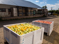 produce:fruitloupe:farms-407