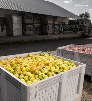 produce:fruitloupe:farms-406