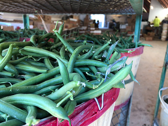 produce:fruitloupe:farms-416