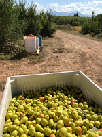 produce:fruitloupe:farms-400
