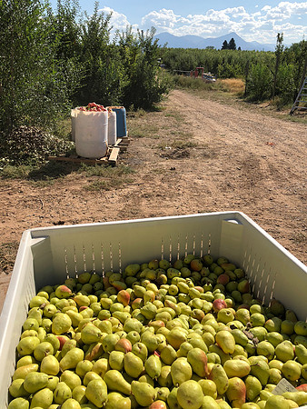 produce:fruitloupe:farms-400