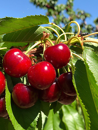 produce:fruitloupe:farms-467