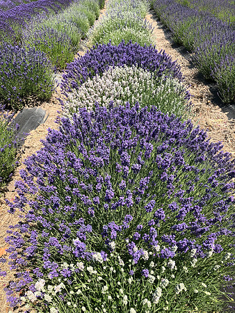 produce:fruitloupe:farms-473