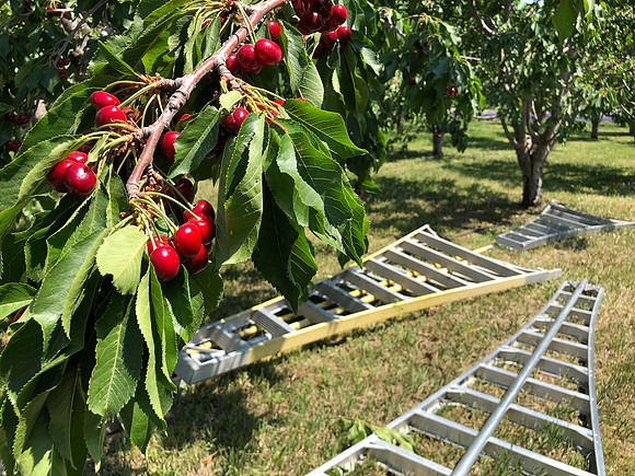 produce:fruitloupe:farms-472