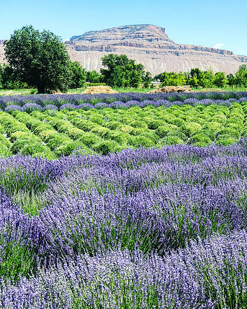 produce:fruitloupe:farms-466