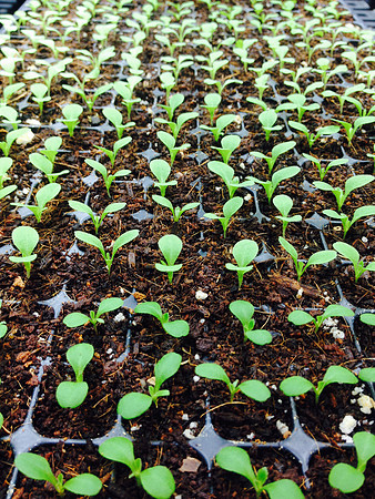 produce:fruitloupe:farms-670