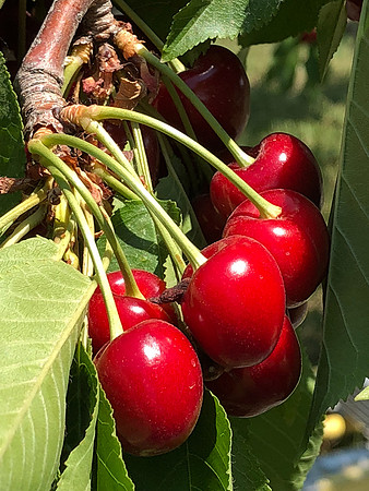 produce:fruitloupe:farms-471