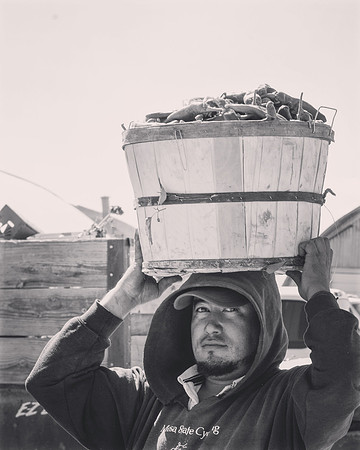 produce:fruitloupe:farms-529