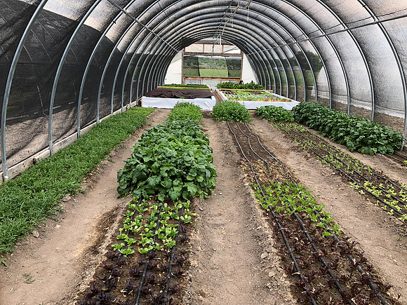 produce:fruitloupe:farms-475