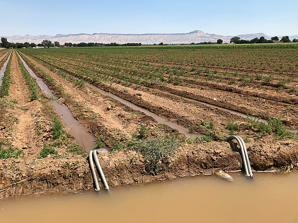 produce:fruitloupe:farms-461