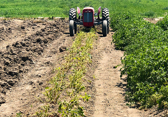 produce:fruitloupe:farms-460