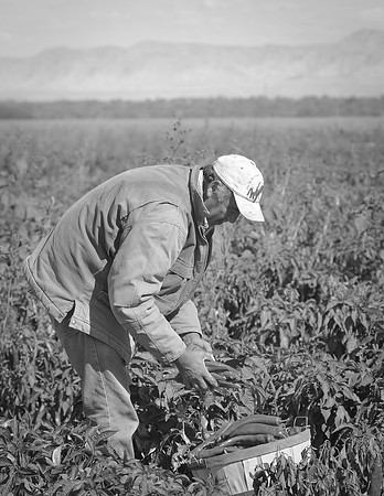 produce:fruitloupe:farms-528