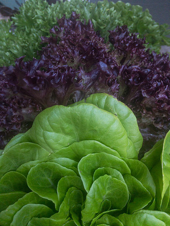 produce:fruitloupe:farms-500