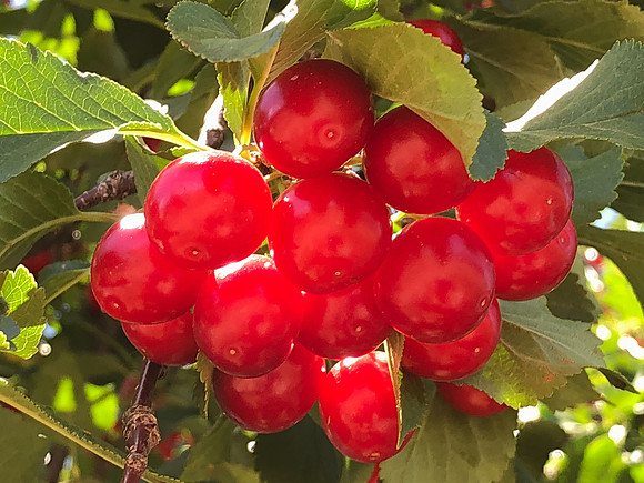 produce:fruitloupe:farms-462