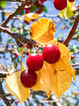 produce:fruitloupe:farms-463