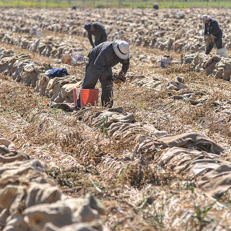 produce:fruitloupe:farms-517