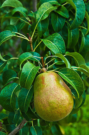 produce:fruitloupe:farms-689