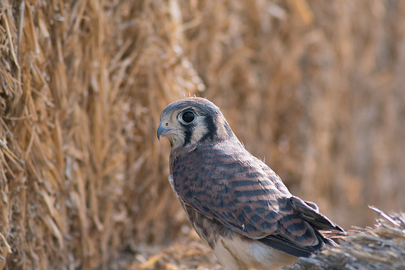 Falcon on Straw #2