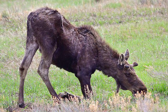 Summit County Lawnmower