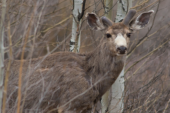 Button Buck Muley