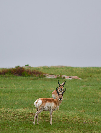 Antelope Antler Frame