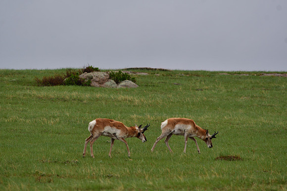 Two Antelope Buck Grazing
