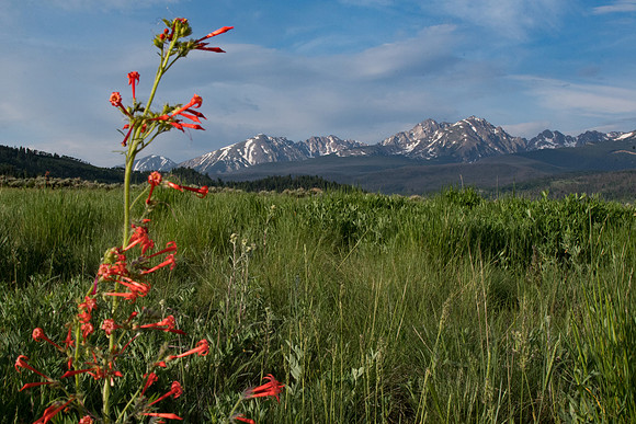 Wildflowers and Gore Range