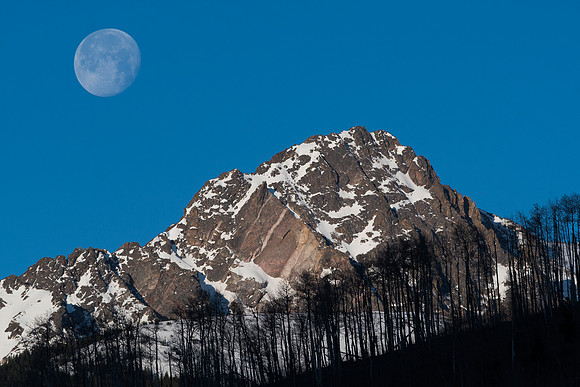 Silver Thorne Moon