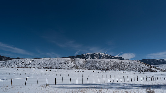 Horse Herd In Snow