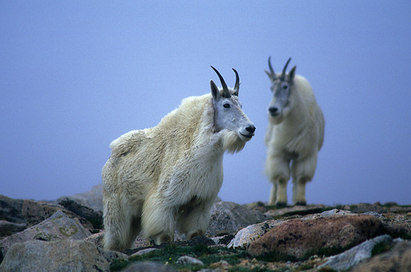 Mountain Goat Brothers