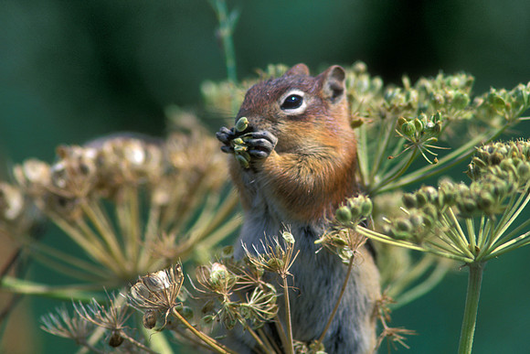 13 Lined Ground Squirrel