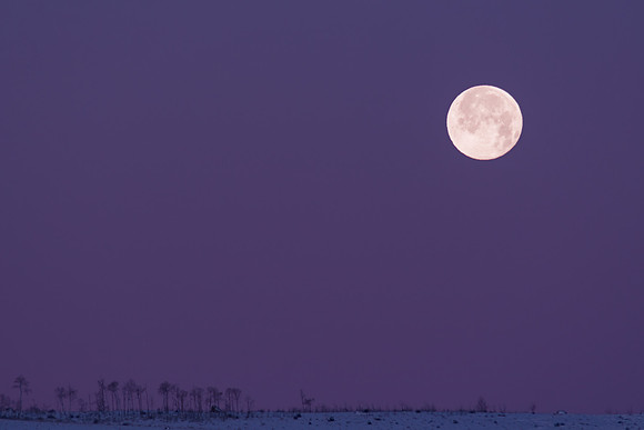 Purple full moon