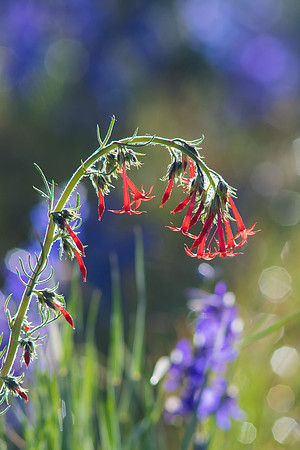 Scarlet Gilia