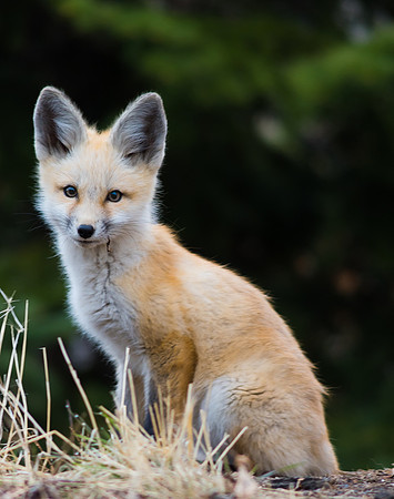 Red fox pup staring #2