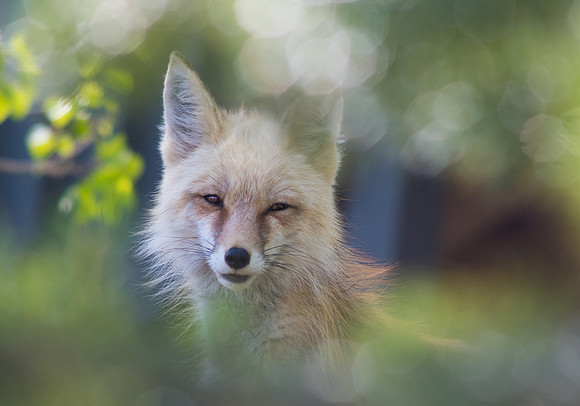 Curious red fox mom