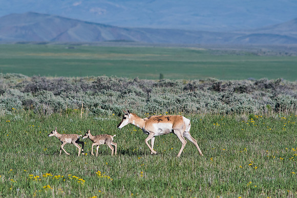 Antelope newvorn twins