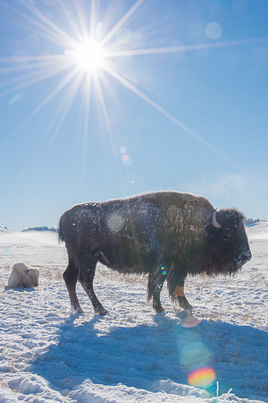 White Buffalo calf and Mother