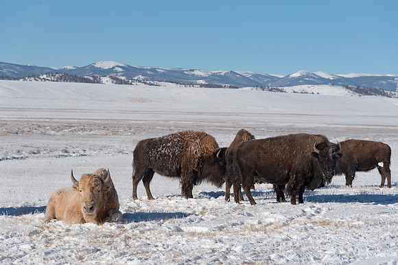 White buffalo resting