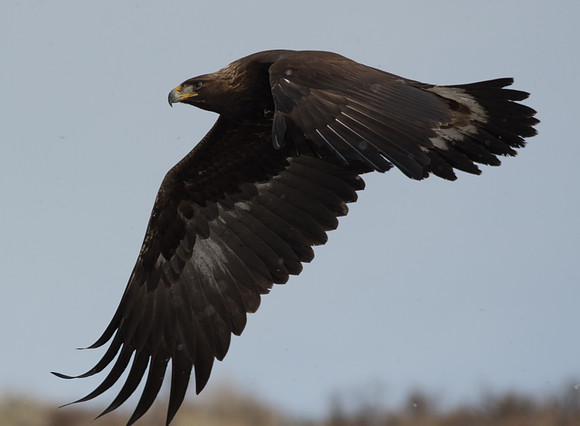 Golden wingspan