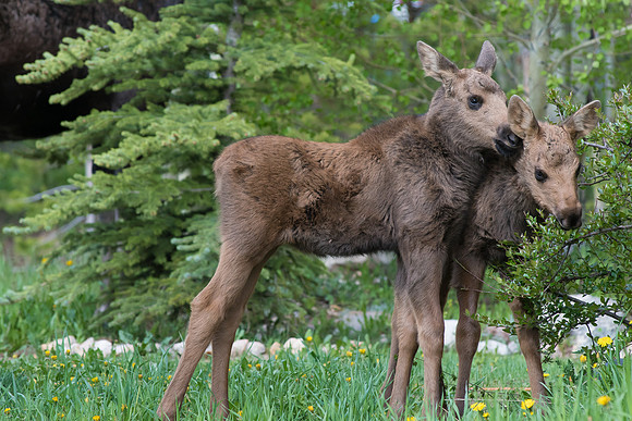 Moose calf twins