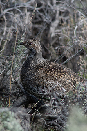Blue grouse camoflague #2