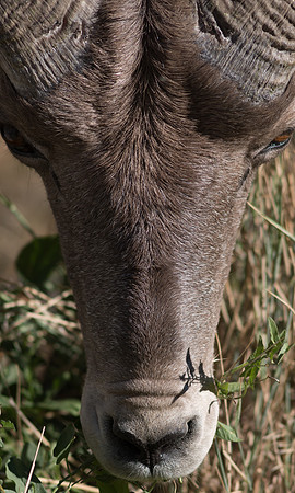 Adolescent bighorn close upfeeding