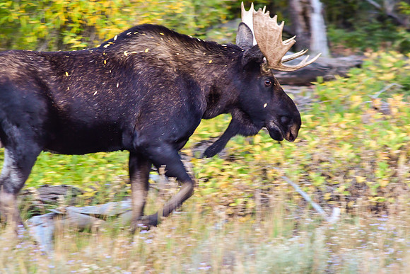 Fall moose moving