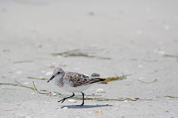 2016_09_15_Florida 2017_00176