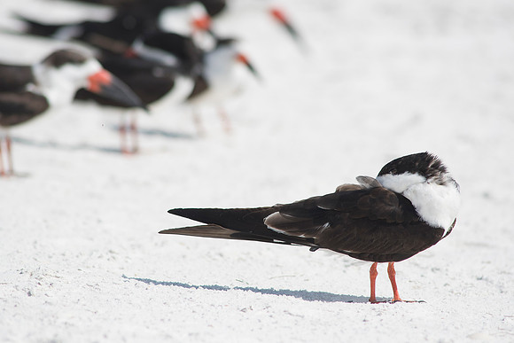 Sleeping Black Skimmer