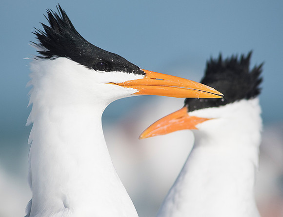 Mating Royal Terns