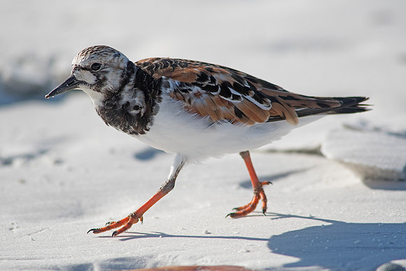 2016_09_23_Florida 2017_01425