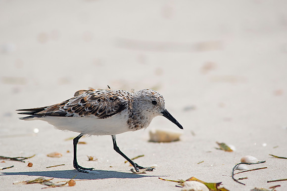2016_09_24_Florida_Annamariaisland_longboatkey_00089